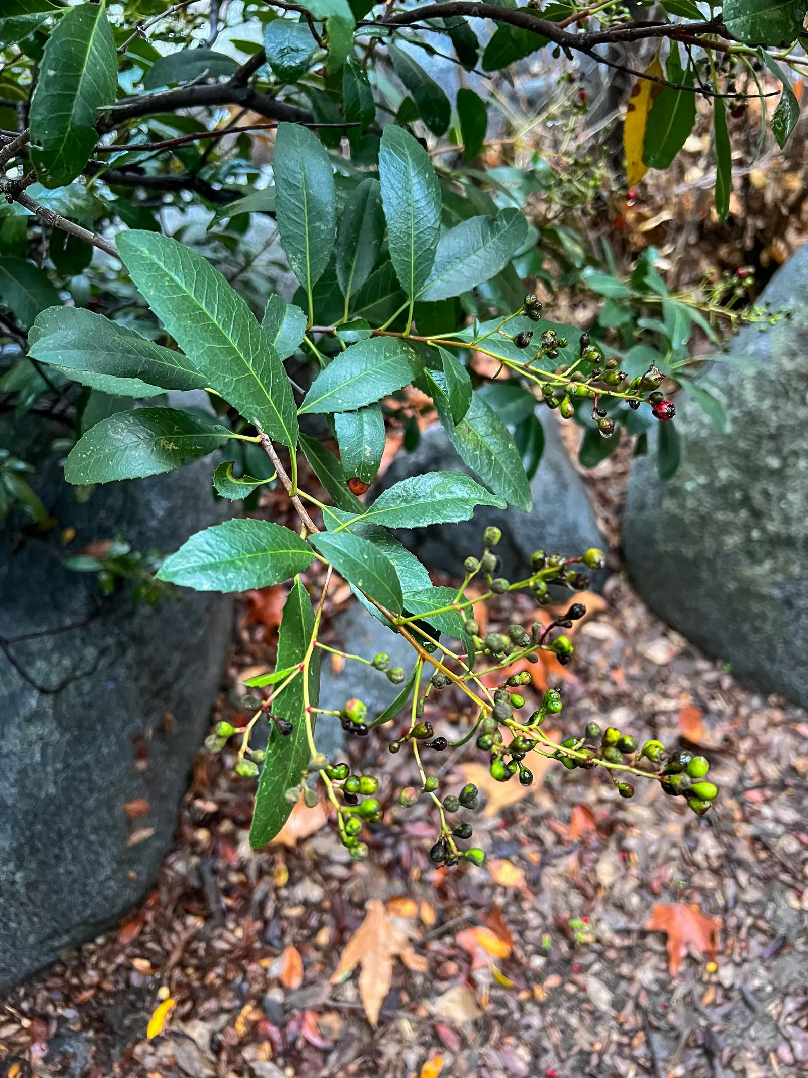 Toyon (Heteromeles Arbutifolia) — the Toyon is festooned with vibrant red berries; toyon can serve as a focal point