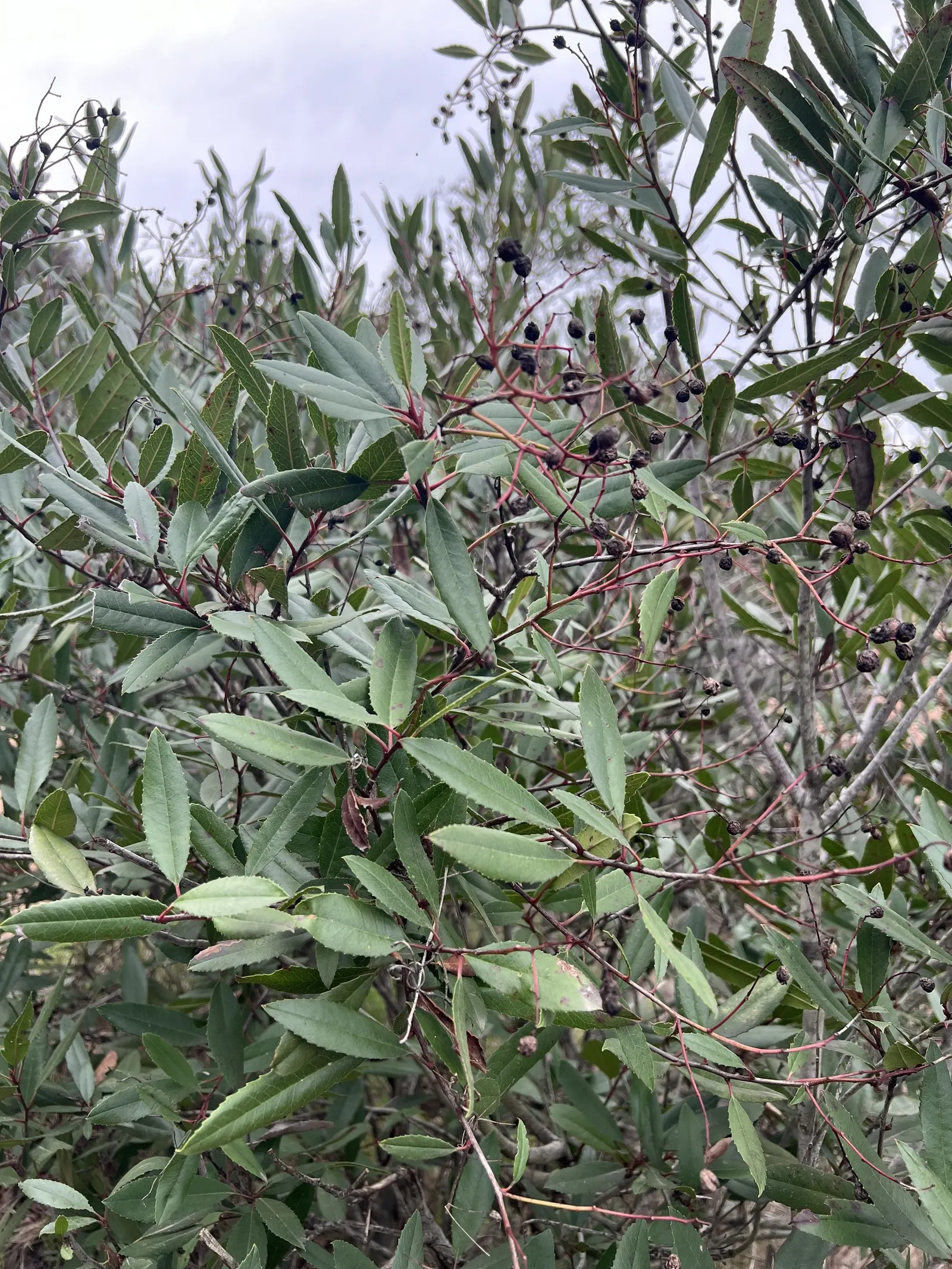 Toyon (Heteromeles Arbutifolia) — with serrated margins that add texture to the landscape, image 58
