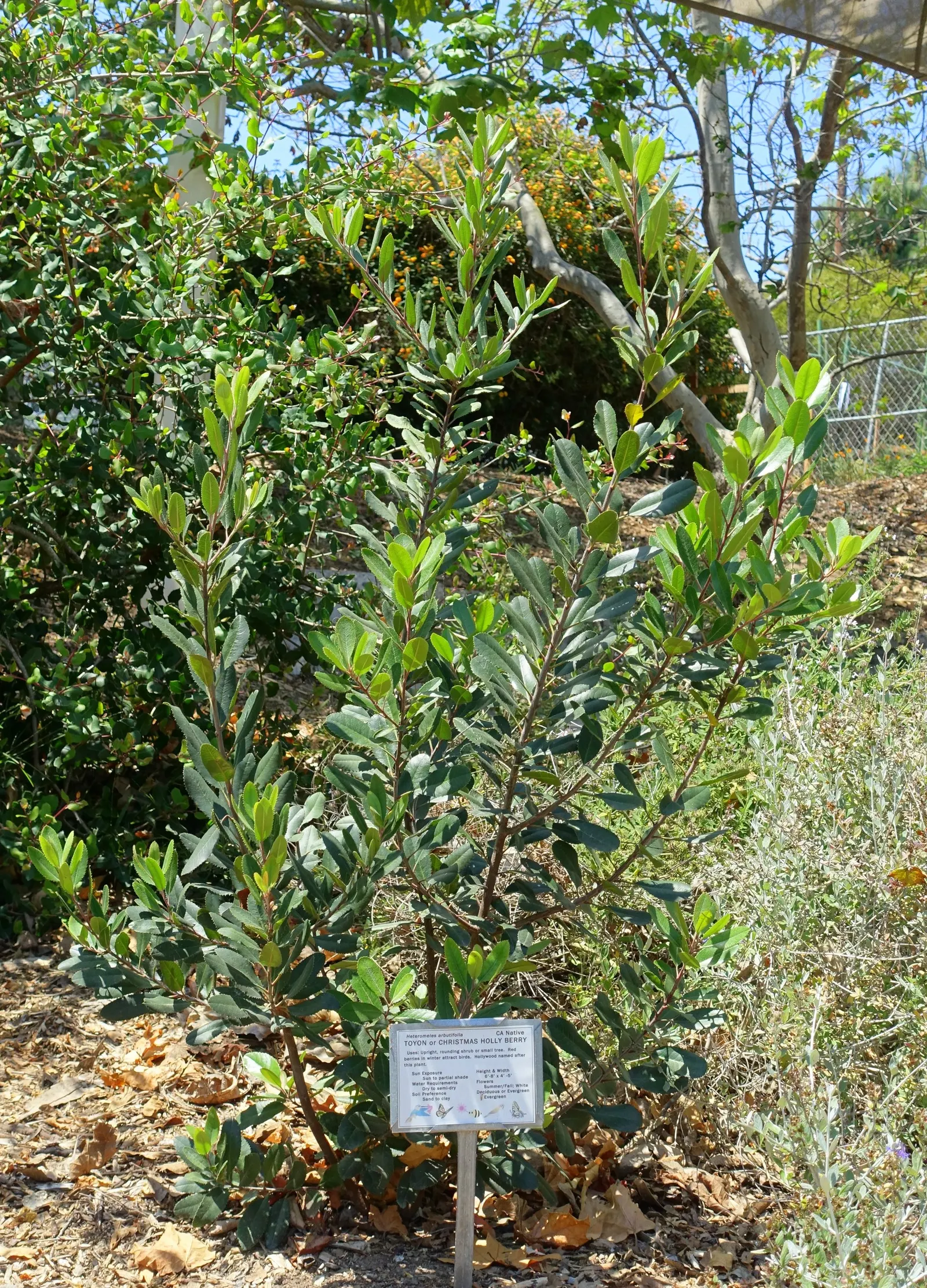 Toyon (Heteromeles Arbutifolia) — Come fall, it bears vibrant red berries, a vital food source for local fauna; highly regarded for both its, image 51