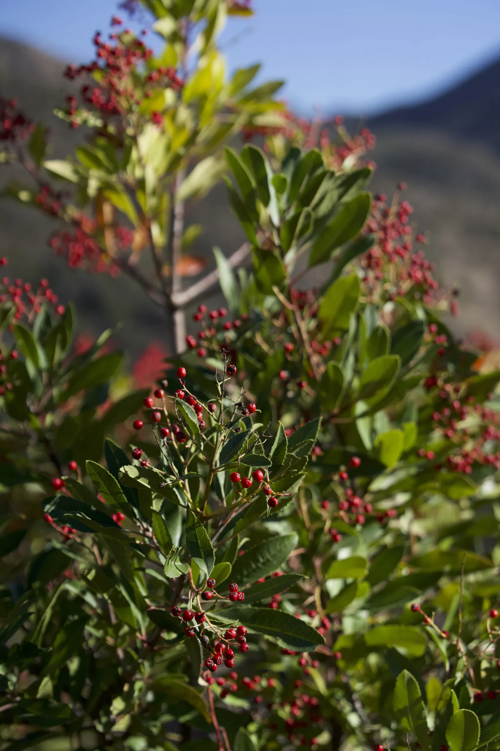 Toyon (Heteromeles Arbutifolia) — It flourishes to about 6-8 feet tall with a similar spread; it is drought-tolerant once established, image 49
