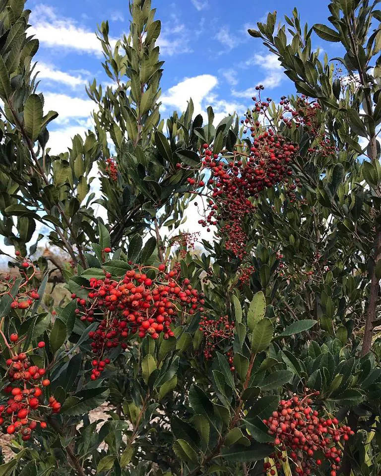 Toyon (Heteromeles Arbutifolia) — Toyon can serve as a focal point; department of Agriculture plant hardiness zones 7 through 11