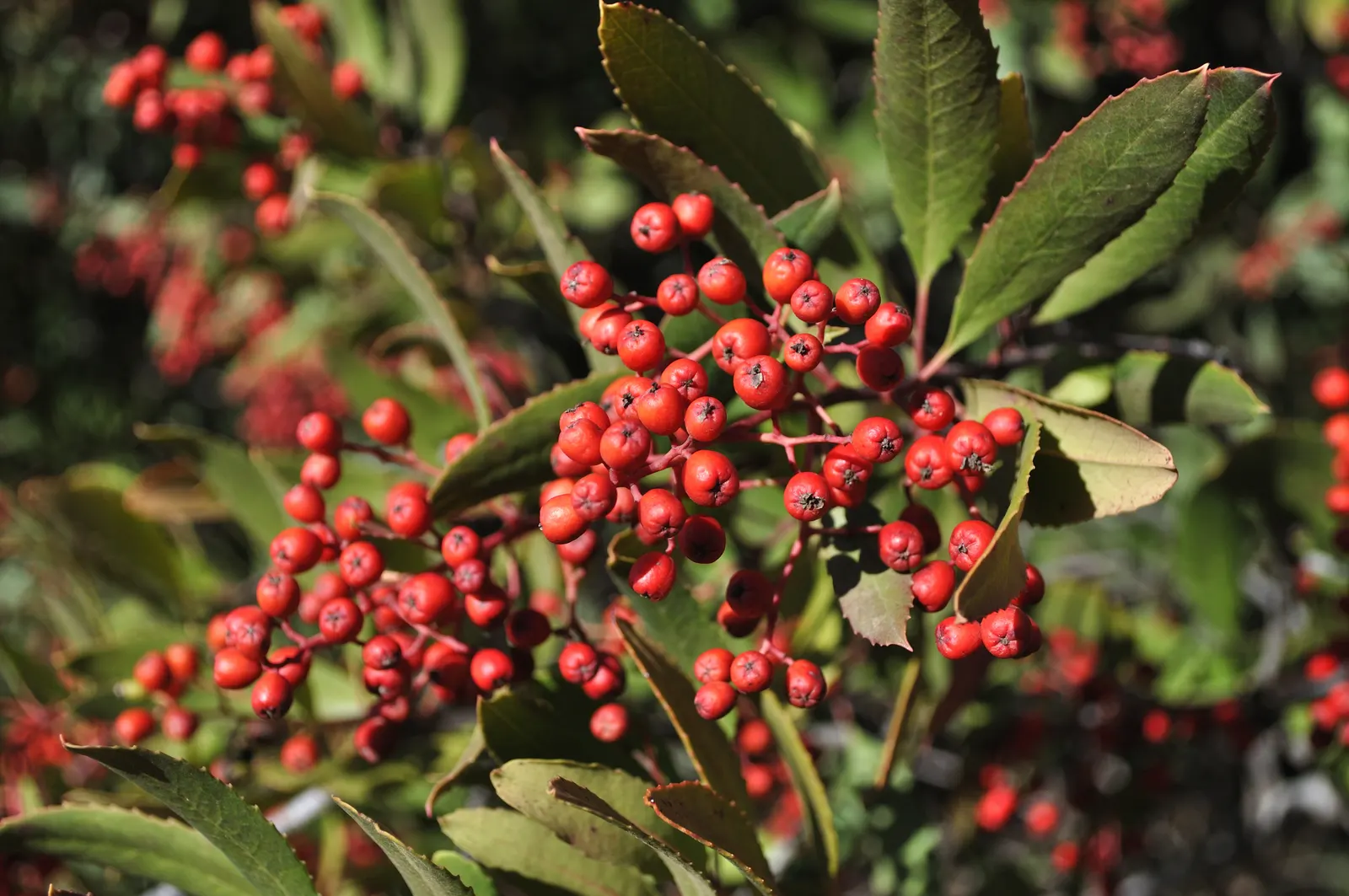Toyon (Heteromeles Arbutifolia) — shrub / tree for full or half; or as part of a mixed native hedge