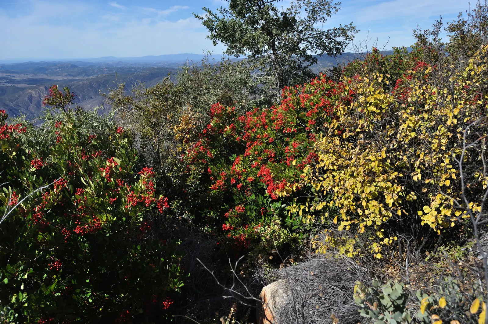 Toyon (Heteromeles Arbutifolia) — or as part of a mixed native hedge; shrub / tree with white blooms