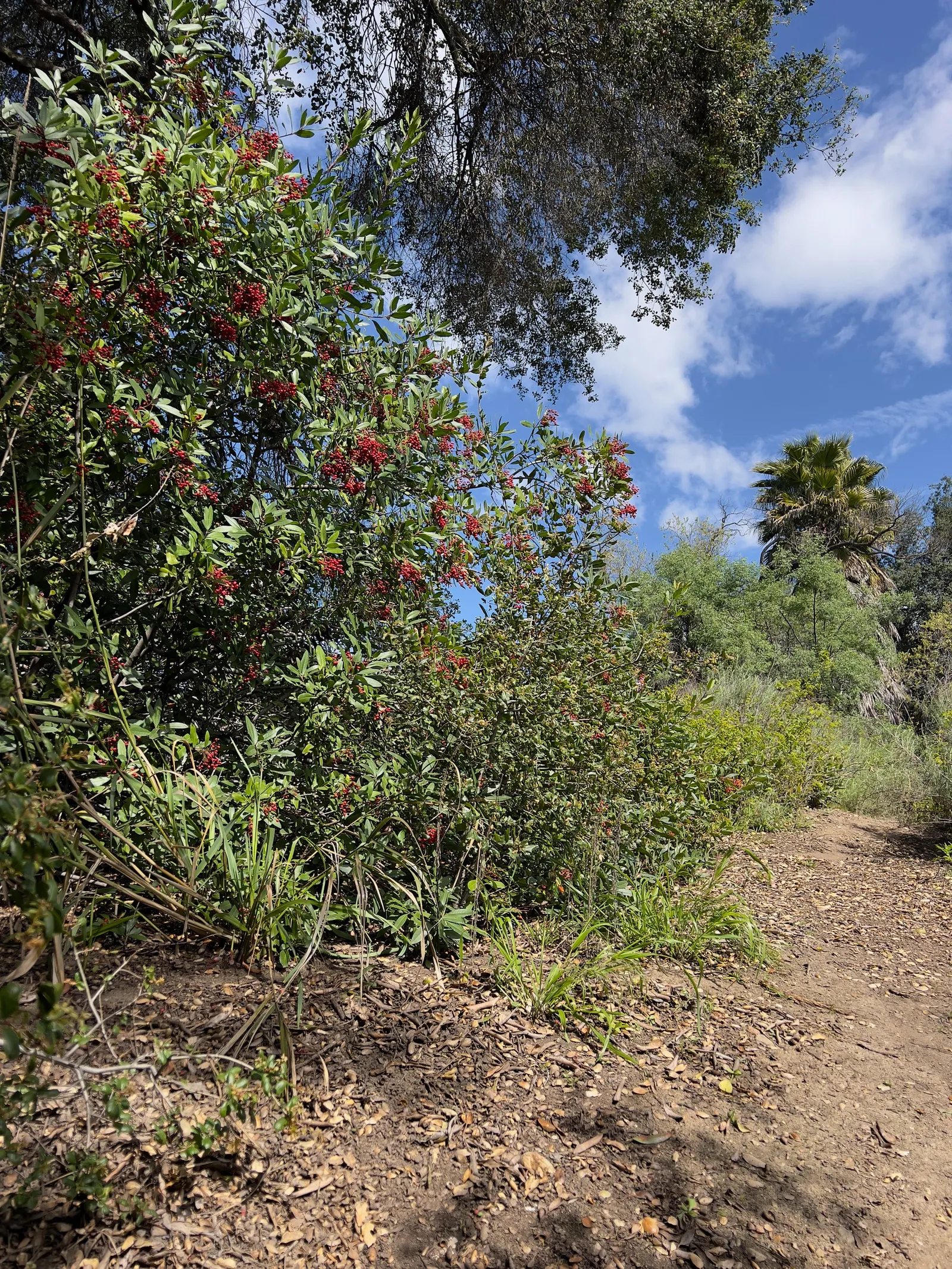 Toyon (Heteromeles Arbutifolia) — highly regarded for both its aesthetic and ecological value; each about 1/4 inch in diameter, image 55