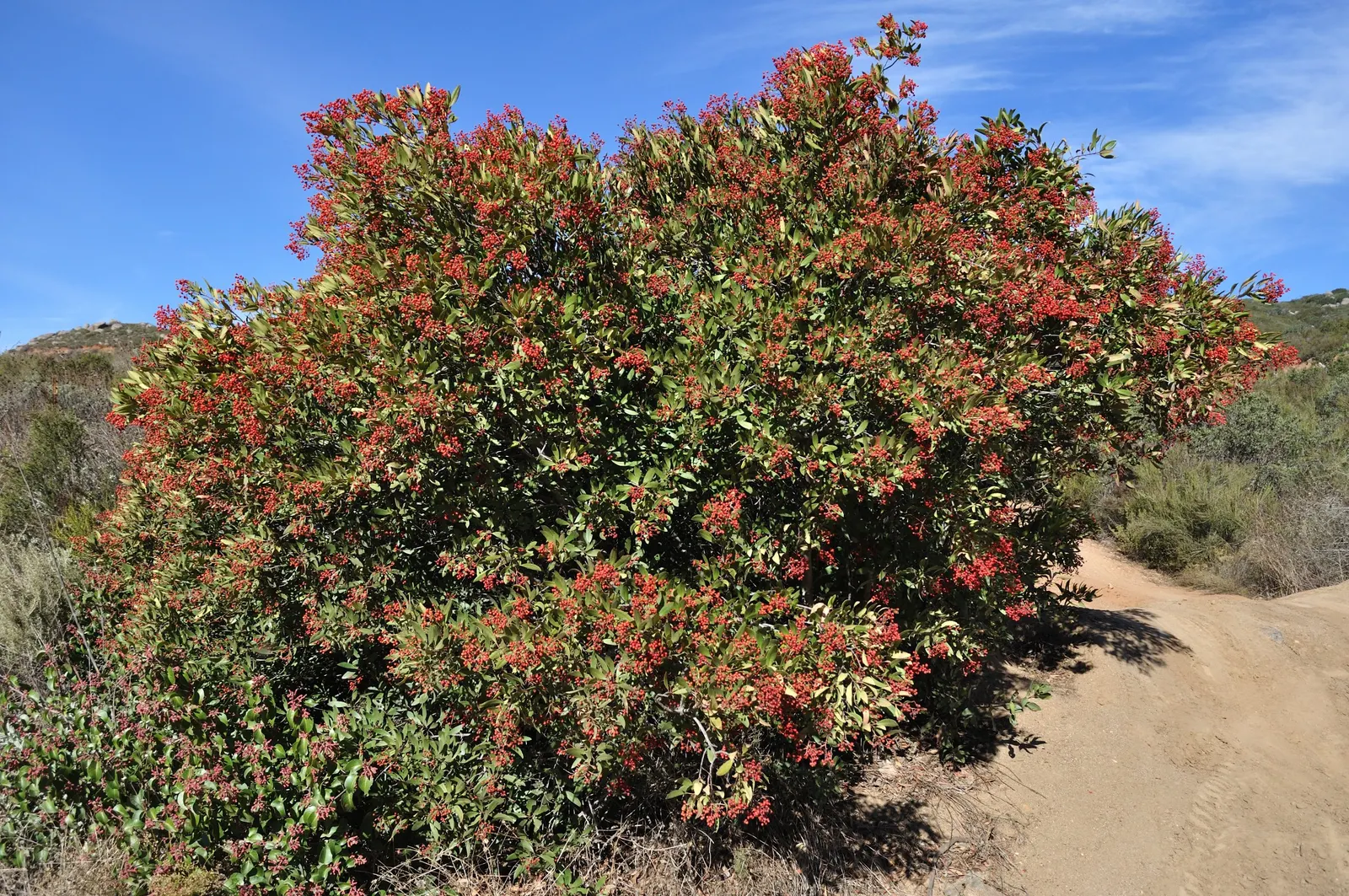 Toyon (Heteromeles Arbutifolia) — shrub / tree with white blooms; the Toyon is festooned with vibrant red berries