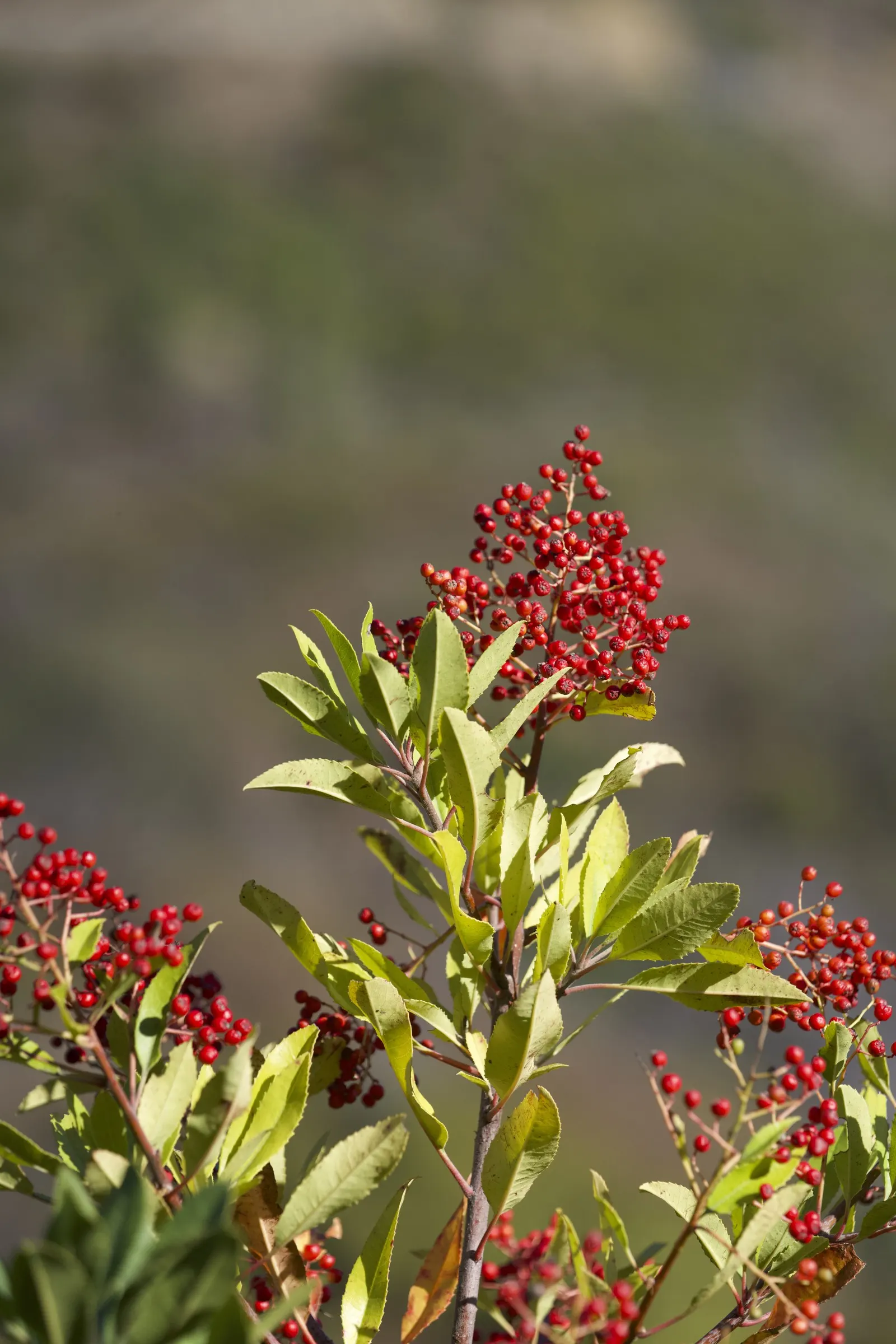 Toyon (Heteromeles Arbutifolia) — Toyon is ideal for low-maintenance landscapes and wildlife gardens in USDA zones 7-10; shrub / tree for full or, image 53