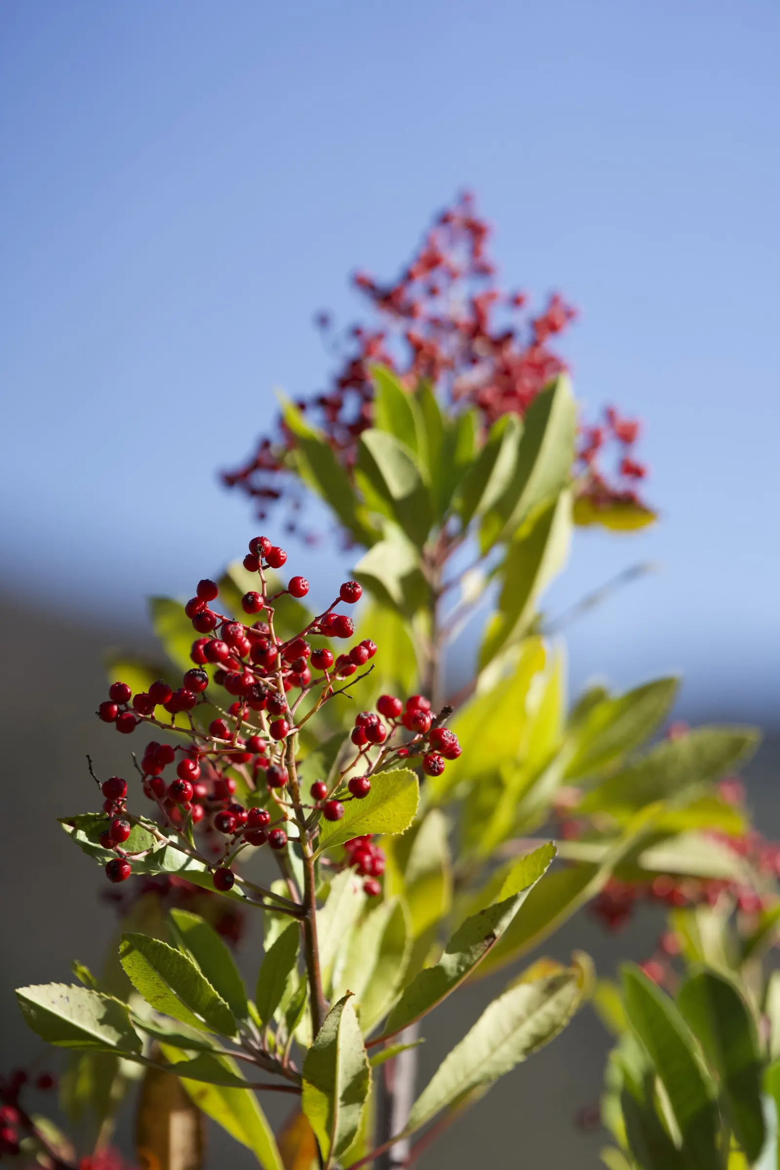 Toyon (Heteromeles Arbutifolia) — Hardy and drought-resistant; toyon adapts easily to full sun or partial shade and tolerates a range of soil types, image 52