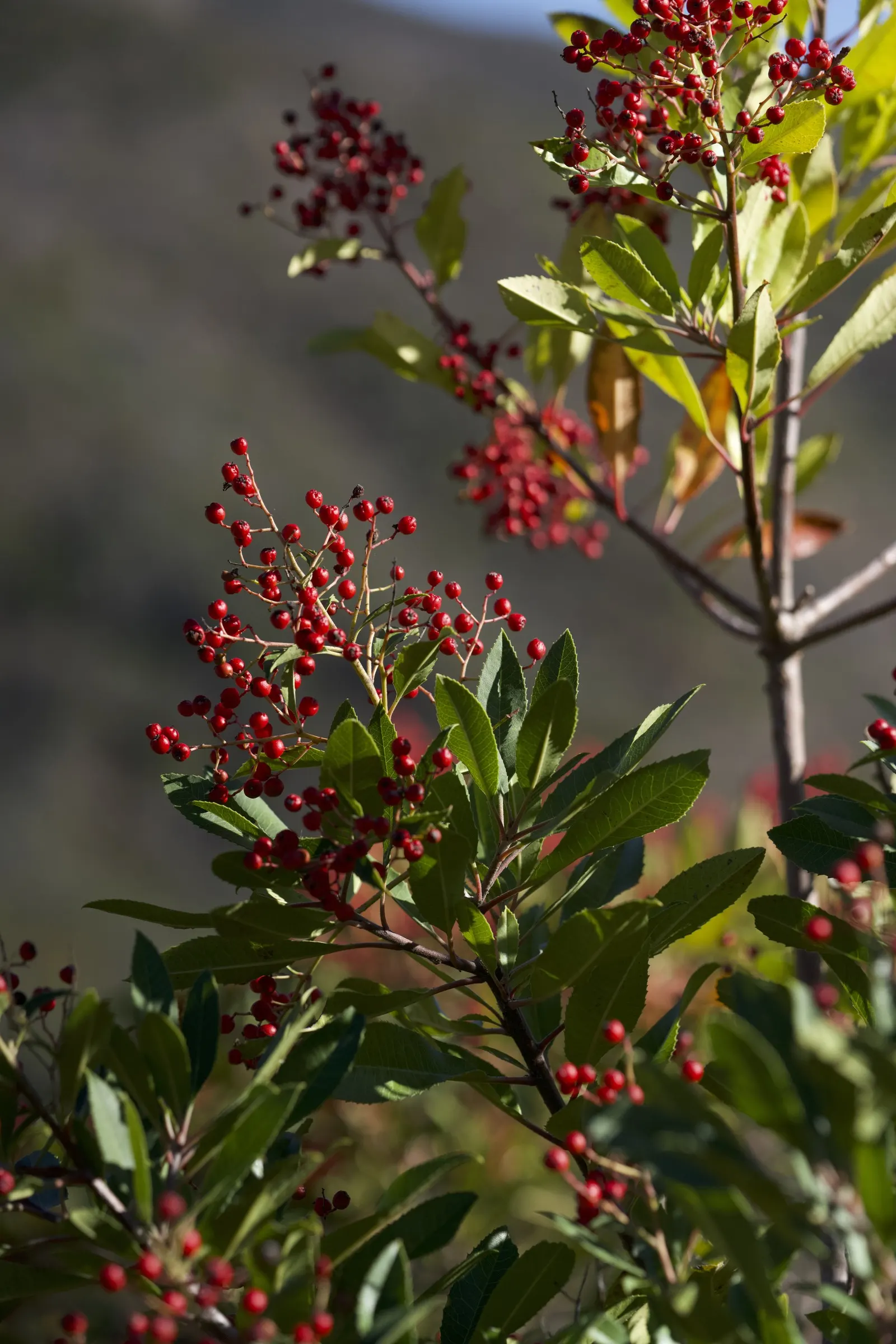 Toyon (Heteromeles Arbutifolia) — is an evergreen shrub native to the West Coast; dark green leaves that measure 2 to 4 inches long, image 48