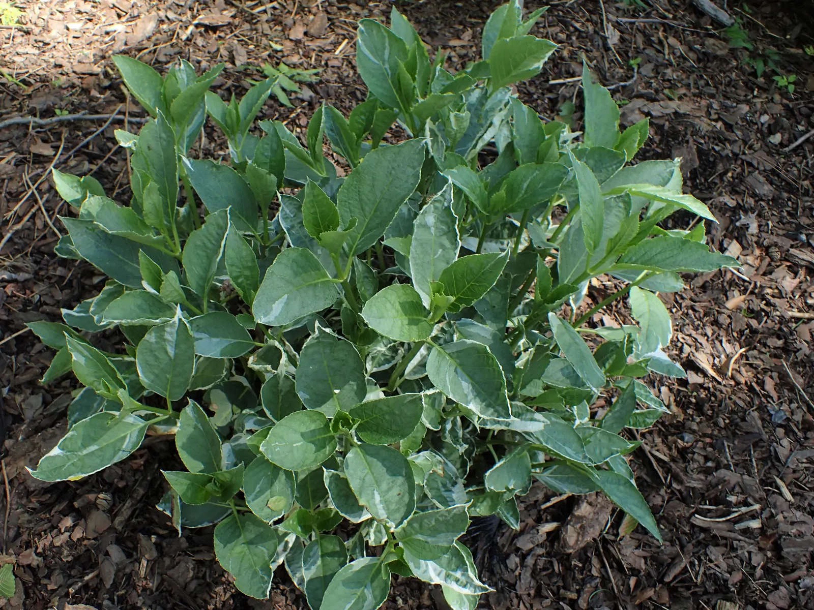 Variegated Jade Plant (Crassula Ovata 'Variegata') — or as an accent in xeriscaped settings; it thrives in USDA hardiness zones 10 through 11, image 63