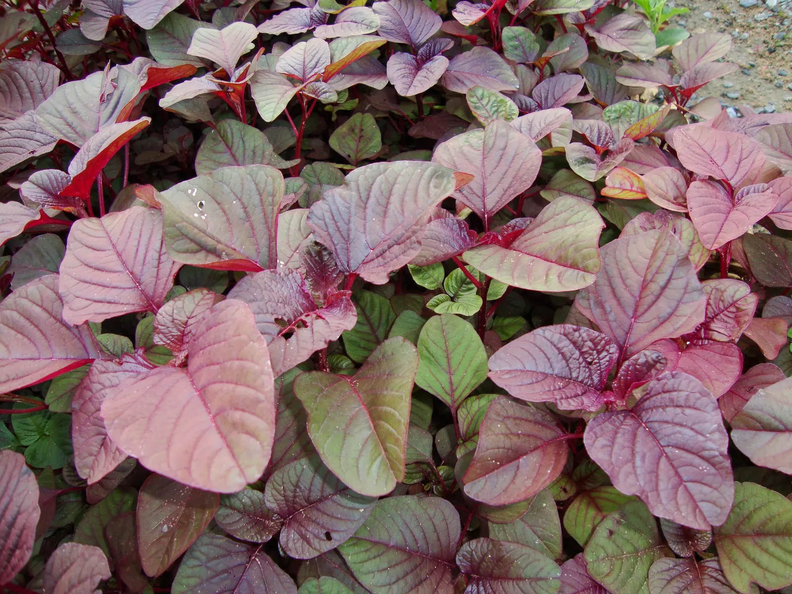 Variegated Jade Plant (Crassula Ovata 'Variegata') — shrub / succulent with white blooms; is a highly sought-after cultivar of the classic Jade, image 50