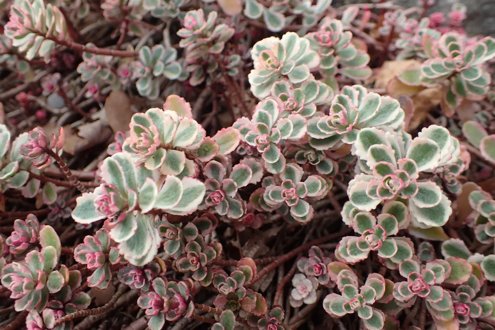 Variegated Jade Plant (Crassula Ovata 'Variegata') — With its vibrant and ornamental foliage; is a vibrant succulent showcasing green, image 42
