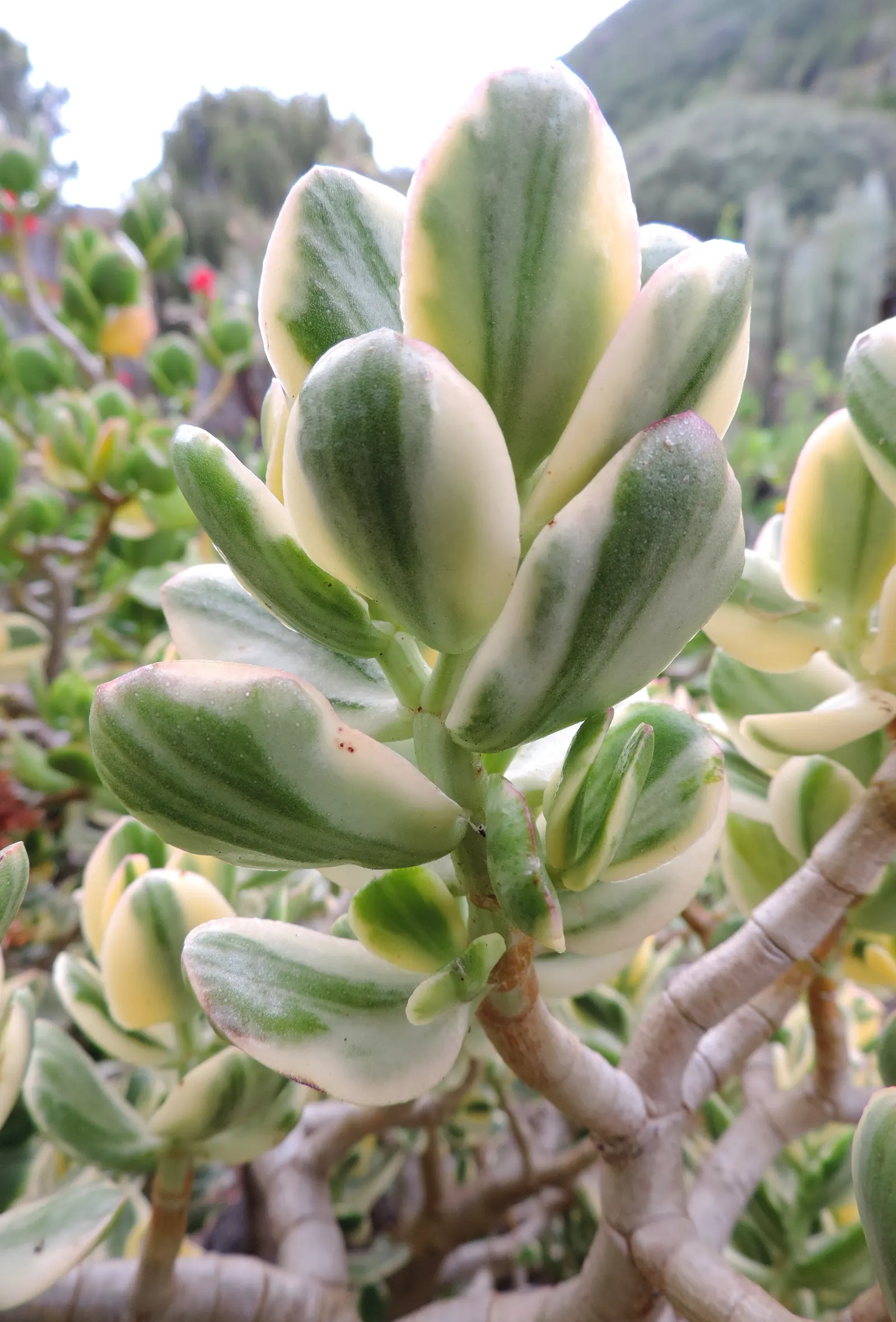 Variegated Jade Plant (Crassula Ovata 'Variegata') — Allow soil to dry between waterings to maintain health and vibrancy; white flowers in the, image 39