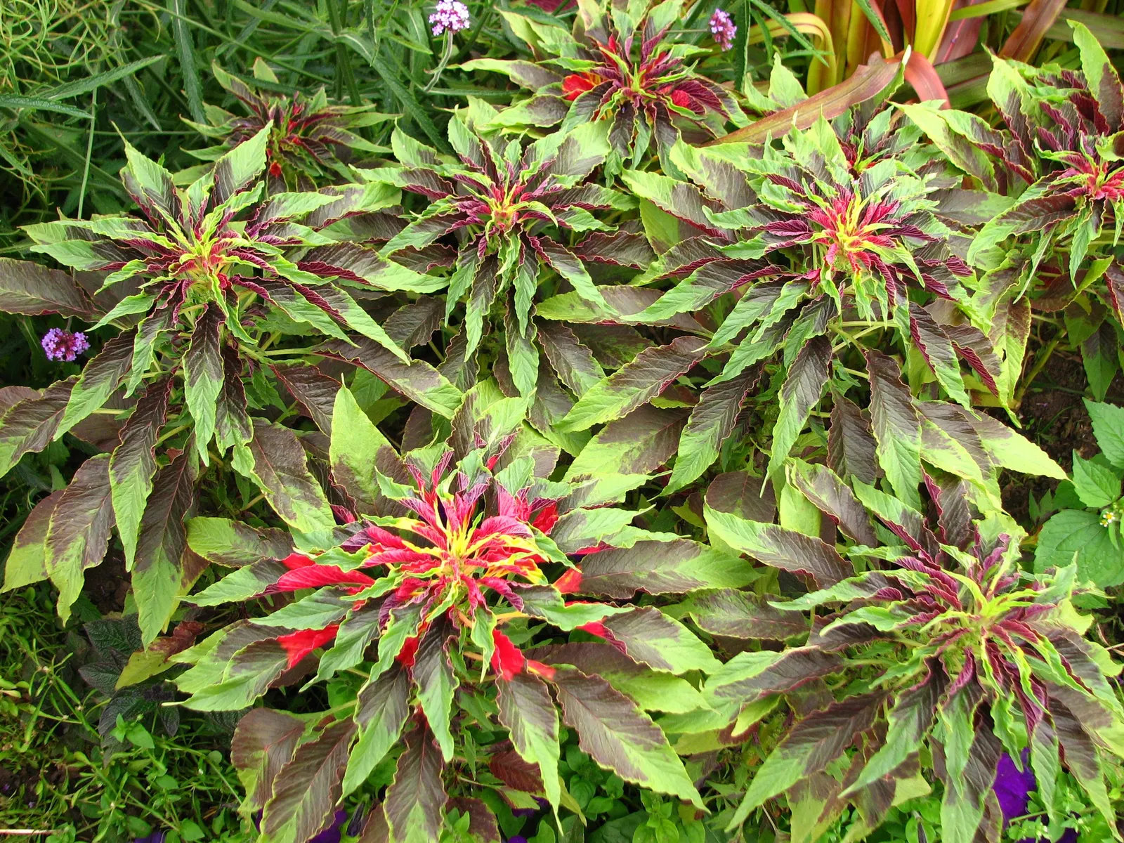 Variegated Jade Plant (Crassula Ovata 'Variegata') — the Tricolor Jade is ideal for container gardens; commonly referred to as the Tricolor Jade, image 45