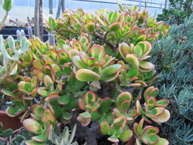 Variegated Jade Plant (Crassula Ovata 'Variegata') — the Tricolor Jade is ideal for container gardens; commonly referred to as the Tricolor Jade