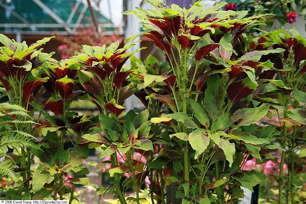 Variegated Jade Plant (Crassula Ovata 'Variegata') — This drought-tolerant plant requires minimal irrigation; its leaves display a captivating, image 65
