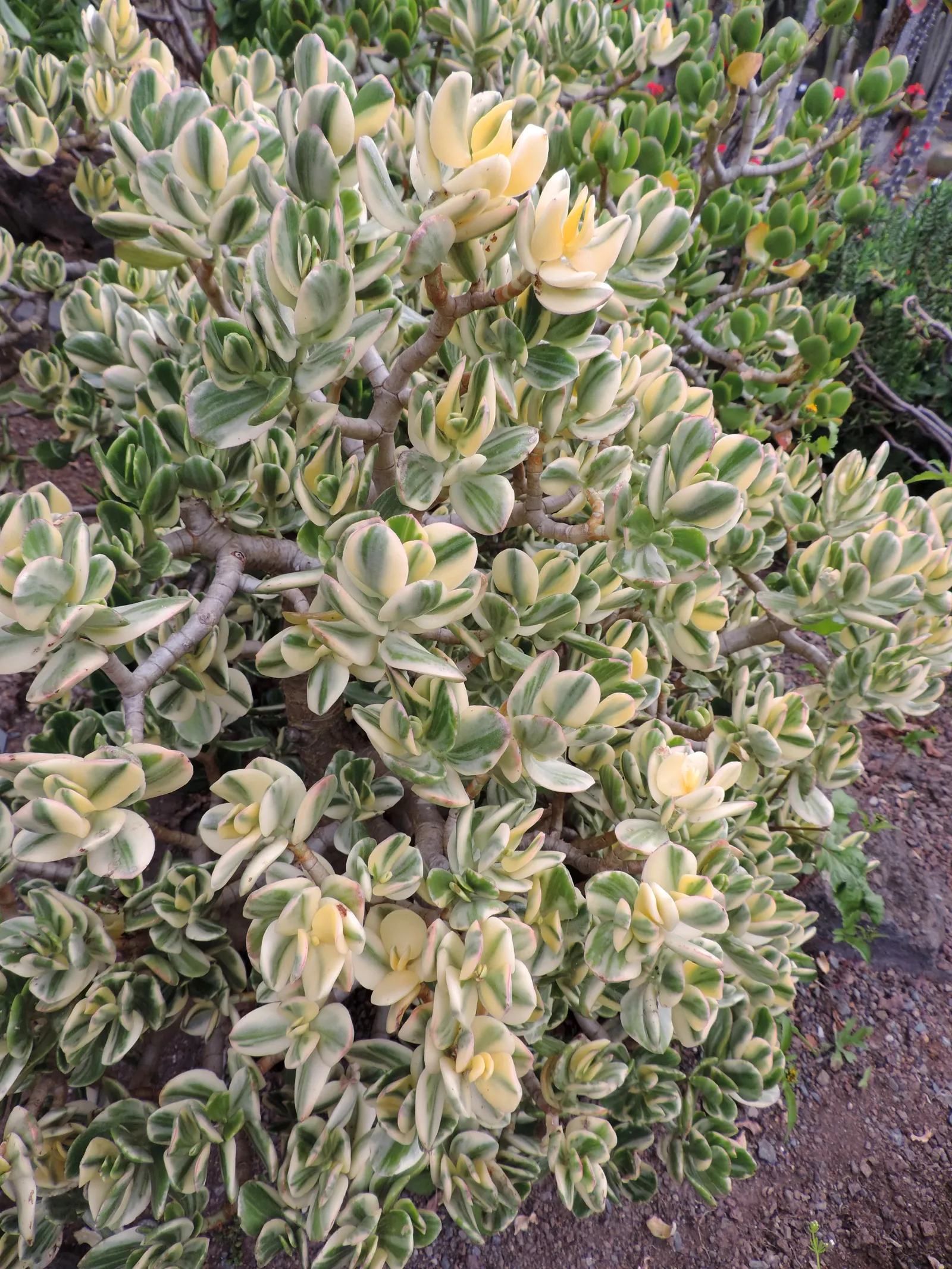 Variegated Jade Plant (Crassula Ovata 'Variegata') — commonly known as the Tricolor Jade; ideal for xeriscaping, it adds a subtle splash of color, image 35