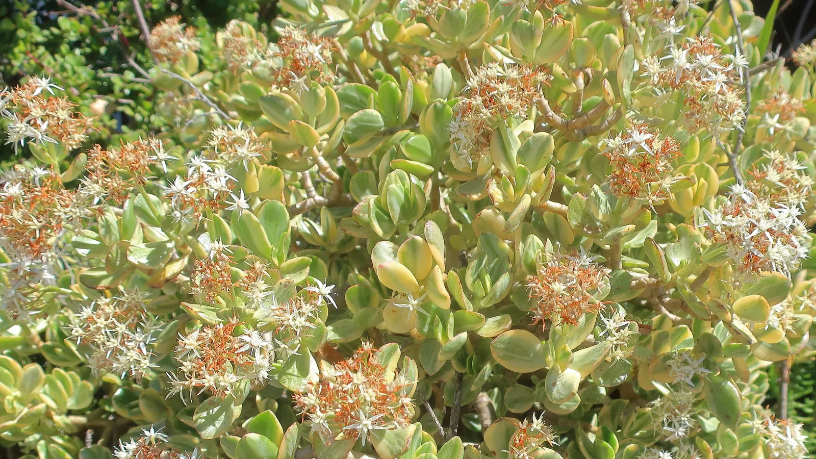 Variegated Jade Plant (Crassula Ovata 'Variegata') — With its vibrant and ornamental foliage
