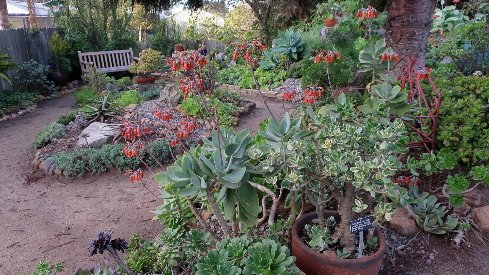 Variegated Jade Plant (Crassula Ovata 'Variegata') — shrub / succulent for half