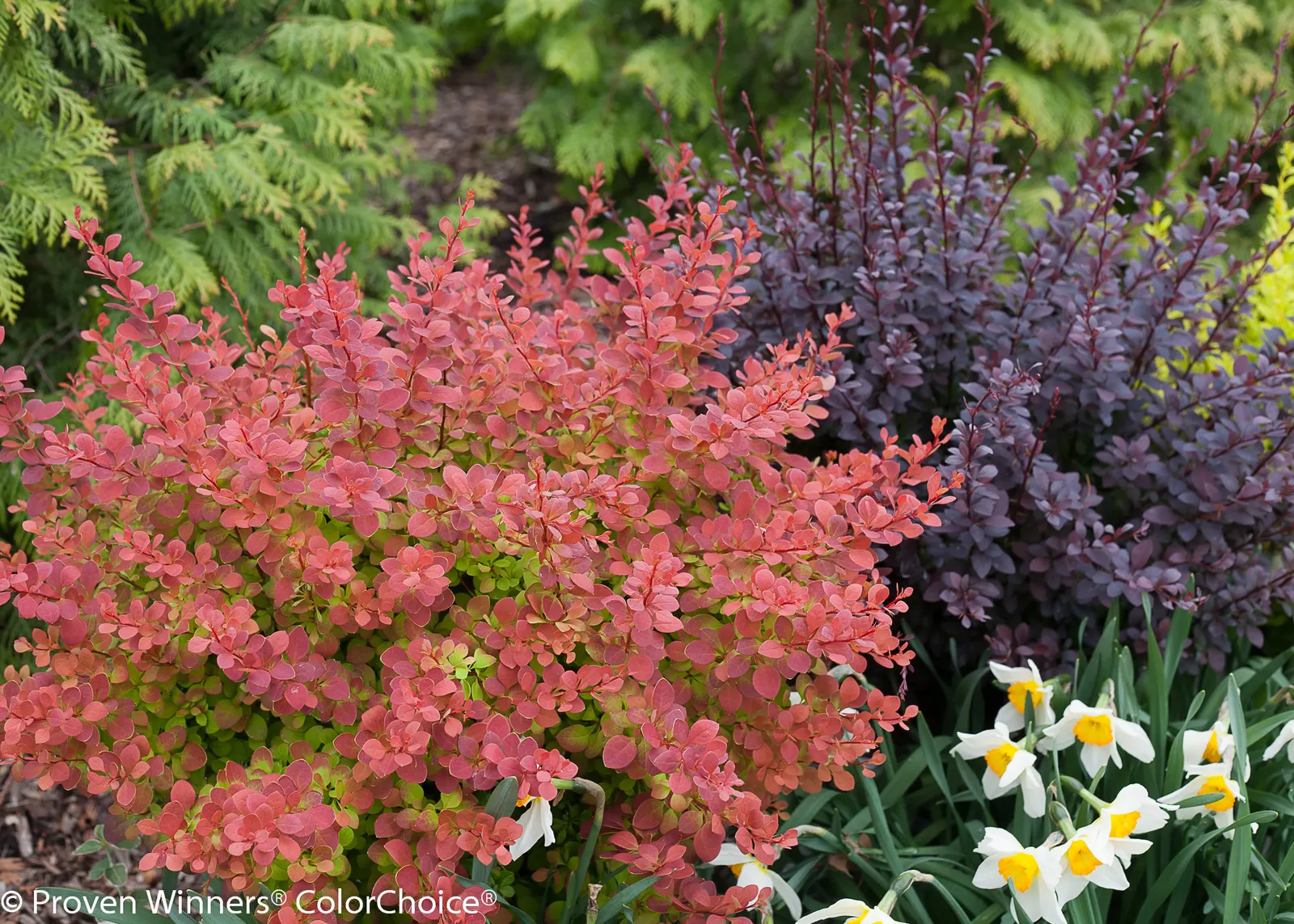Sunjoy Todo® Barberry (Berberis x) — or Berberis x Sunjoy Todo®