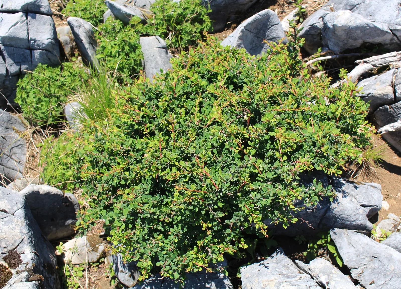 Tangelo™ Barberry (Berberis thunbergii) — commonly referred to as Tangelo™ Barberry