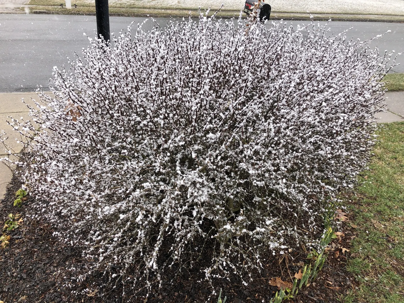Tangelo™ Barberry (Berberis thunbergii) — making it a strong candidate for lower-maintenance plantings
