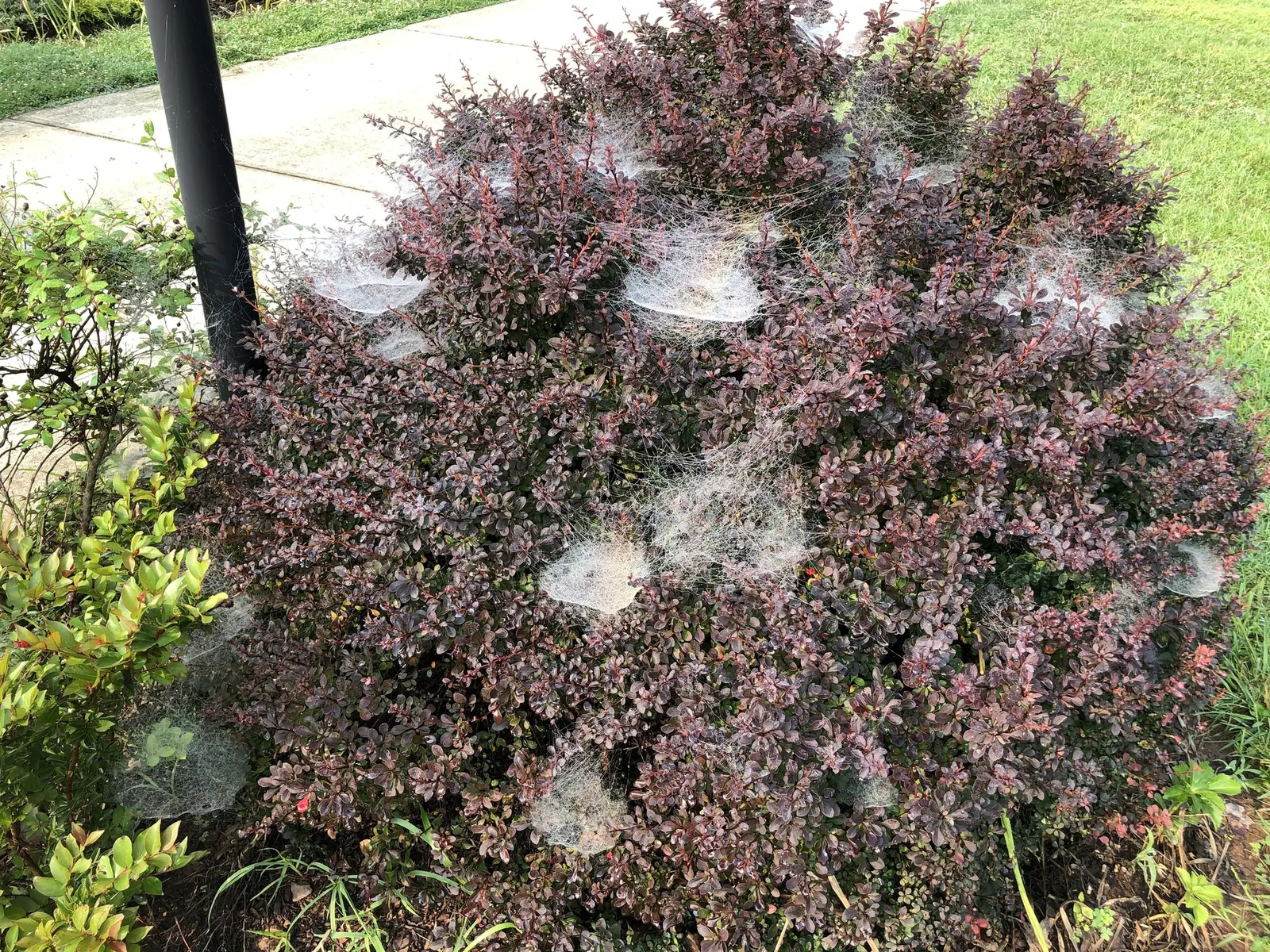 Tangelo™ Barberry (Berberis thunbergii) — where its orange and chartreuse tones are most vivid
