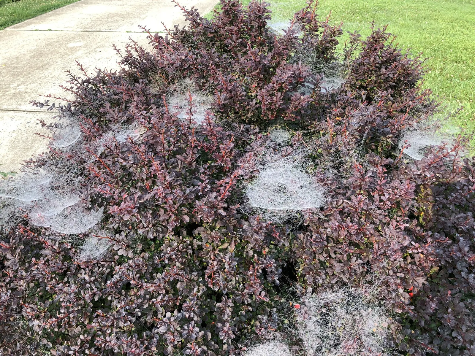 Tangelo™ Barberry (Berberis thunbergii) — citrusy spark to the landscape