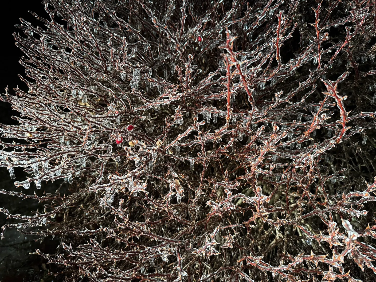 Tangelo™ Barberry (Berberis thunbergii) — Best in full sun and well-drained soil, it is low-water once established, deer resistant, and easy to maintain