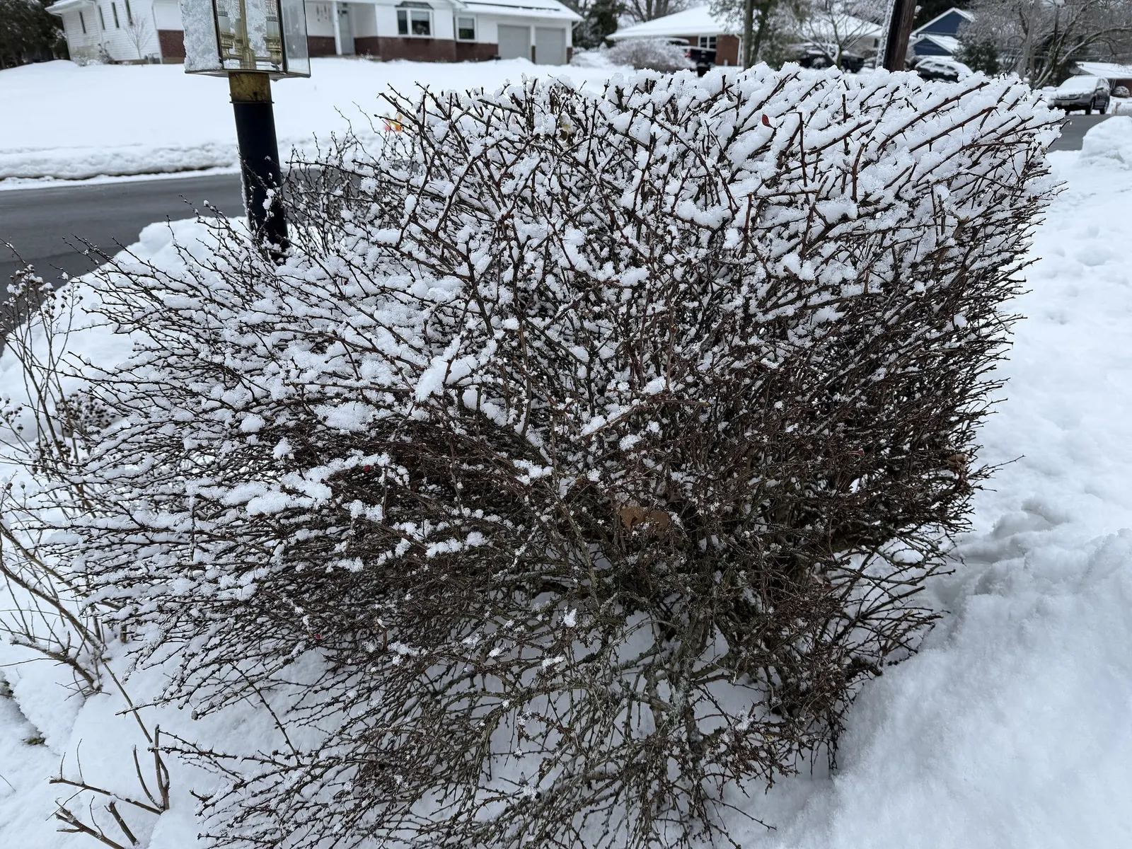 Tangelo™ Barberry (Berberis thunbergii) — Small yellow spring flowers may appear