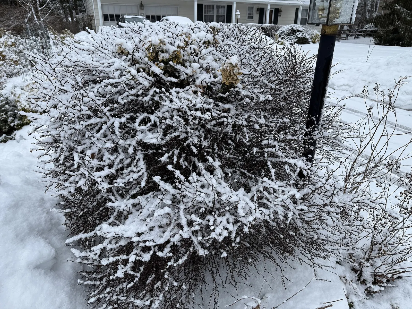 Tangelo™ Barberry (Berberis thunbergii) — but this mounded shrub is truly grown for its foliage