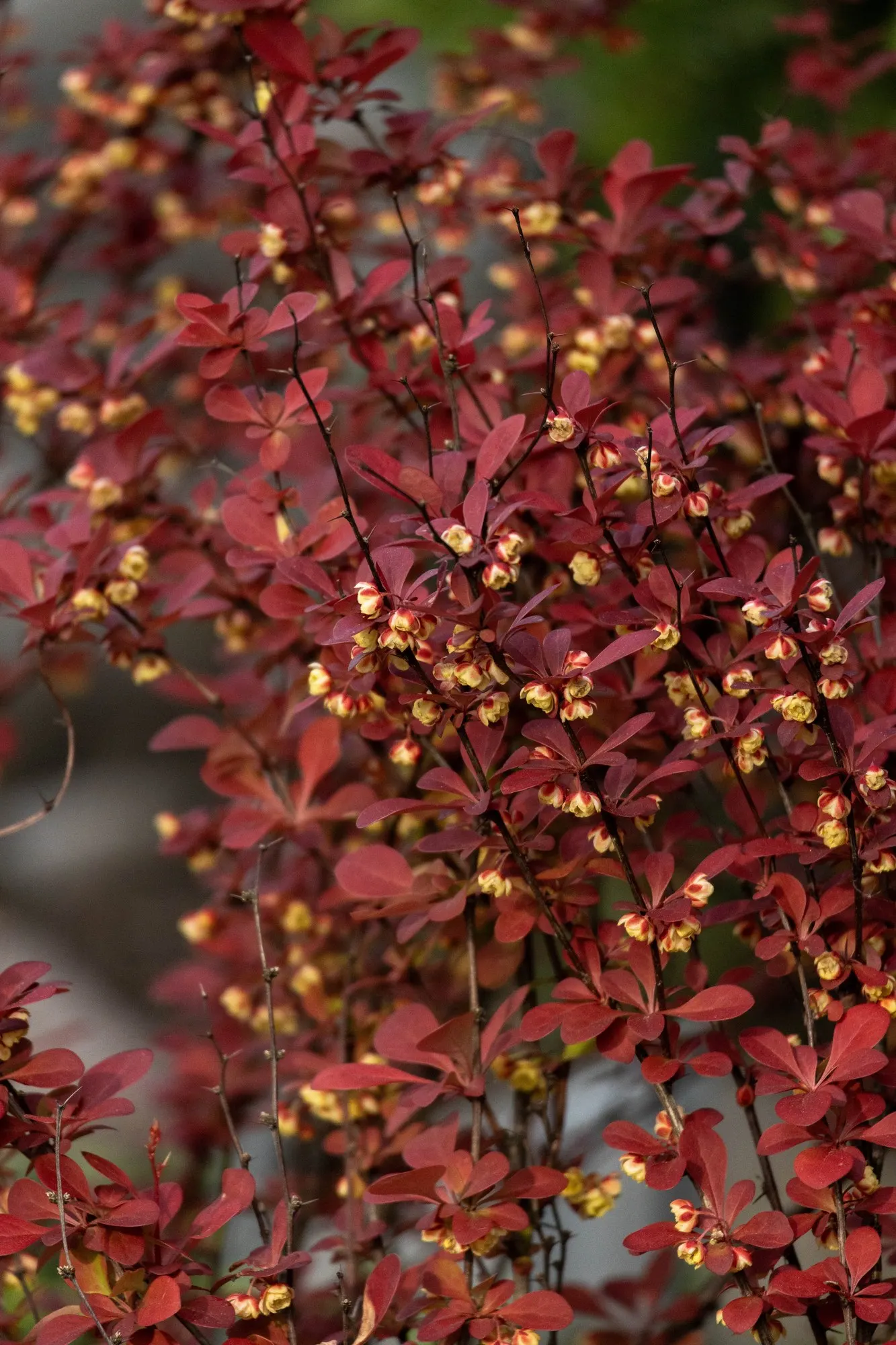 Tangelo™ Barberry (Berberis thunbergii) — Hardy in USDA Zones 4-8, it offers dependable performance across a broad range of climates