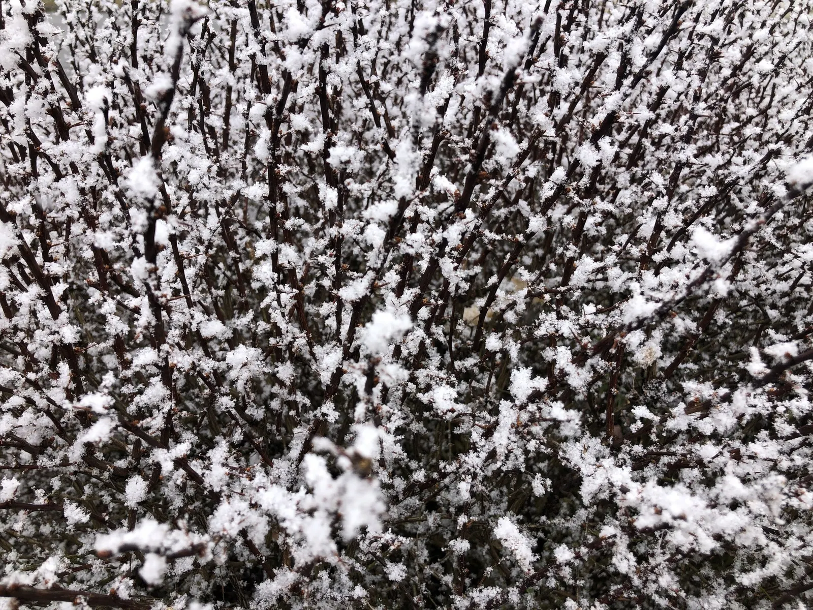 Tangelo™ Barberry (Berberis thunbergii) — asks for relatively little water