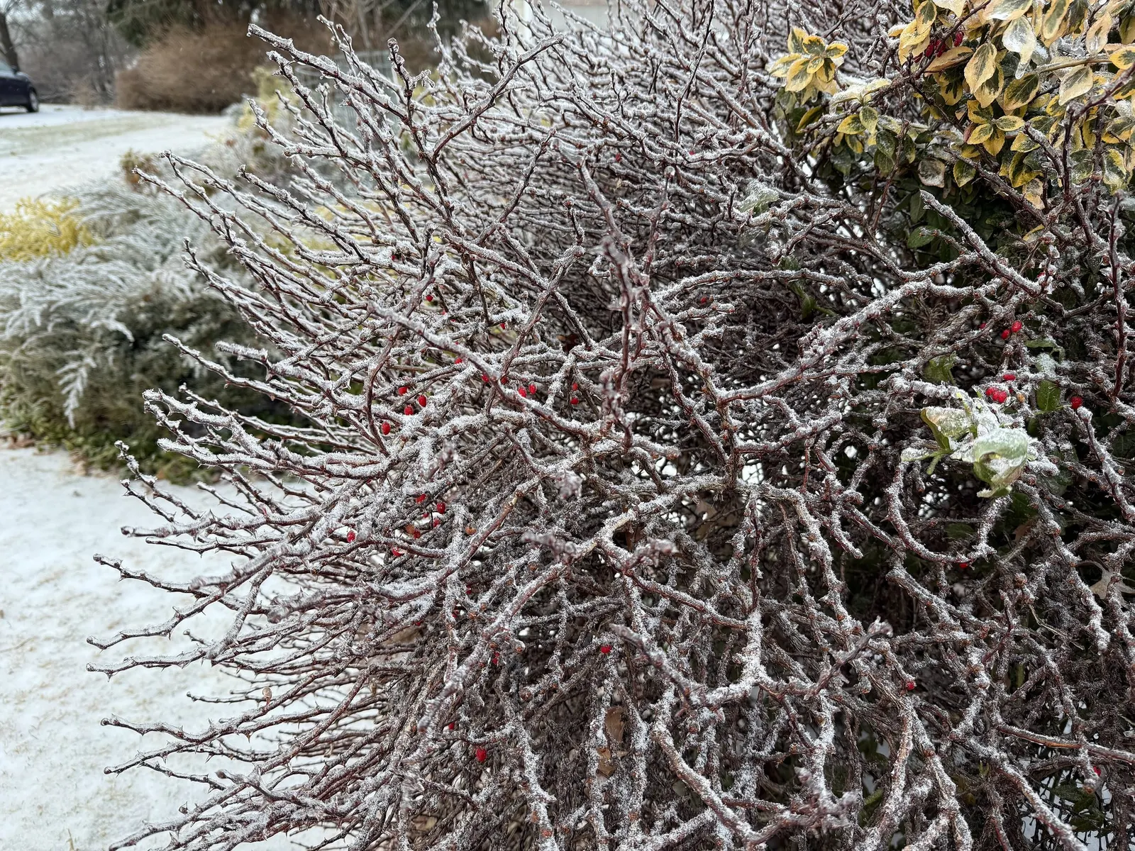 Tangelo™ Barberry (Berberis thunbergii) — valued for foliage that brings a bright