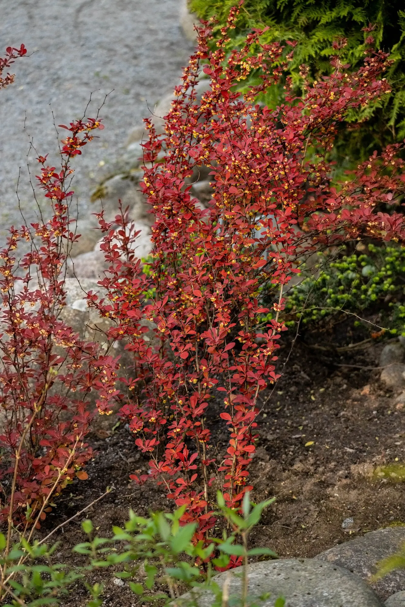 Tangelo™ Barberry (Berberis thunbergii) — confident establishment after planting.<br><br>Sunjoy® Tangelo™ Barberry matures into a dense