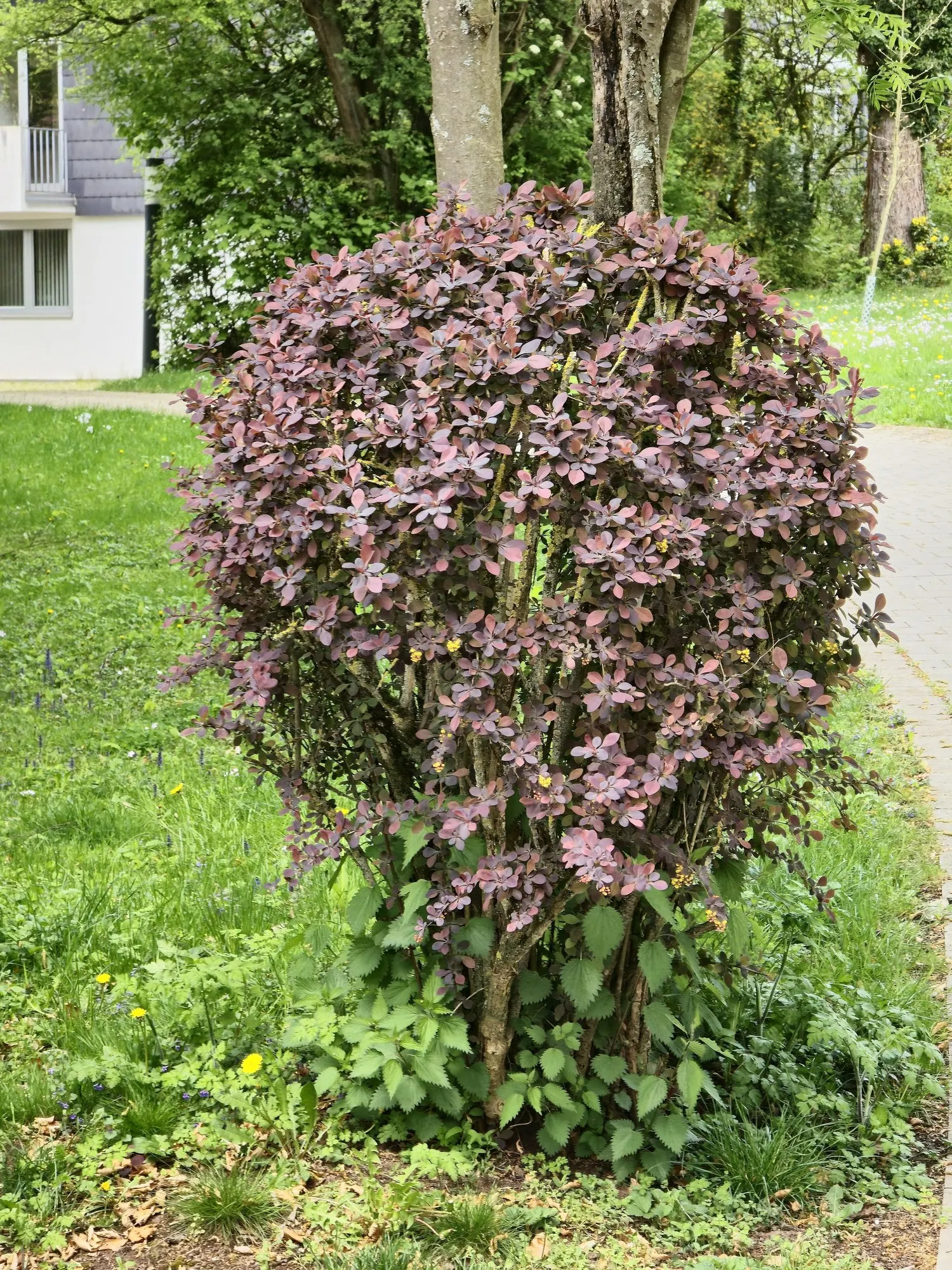 Tangelo™ Barberry (Berberis thunbergii) — Gardeners often note the remarkable seasonal color shift and its quick