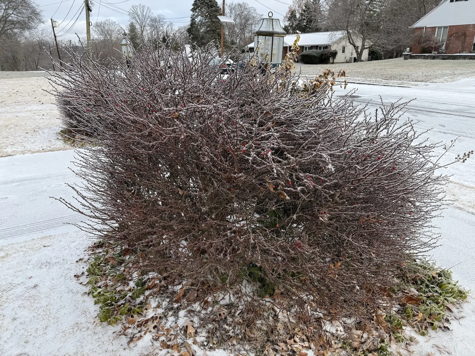Tangelo™ Barberry (Berberis thunbergii) — making it substantial enough to anchor a small planting yet compact enough for residential-scale designs