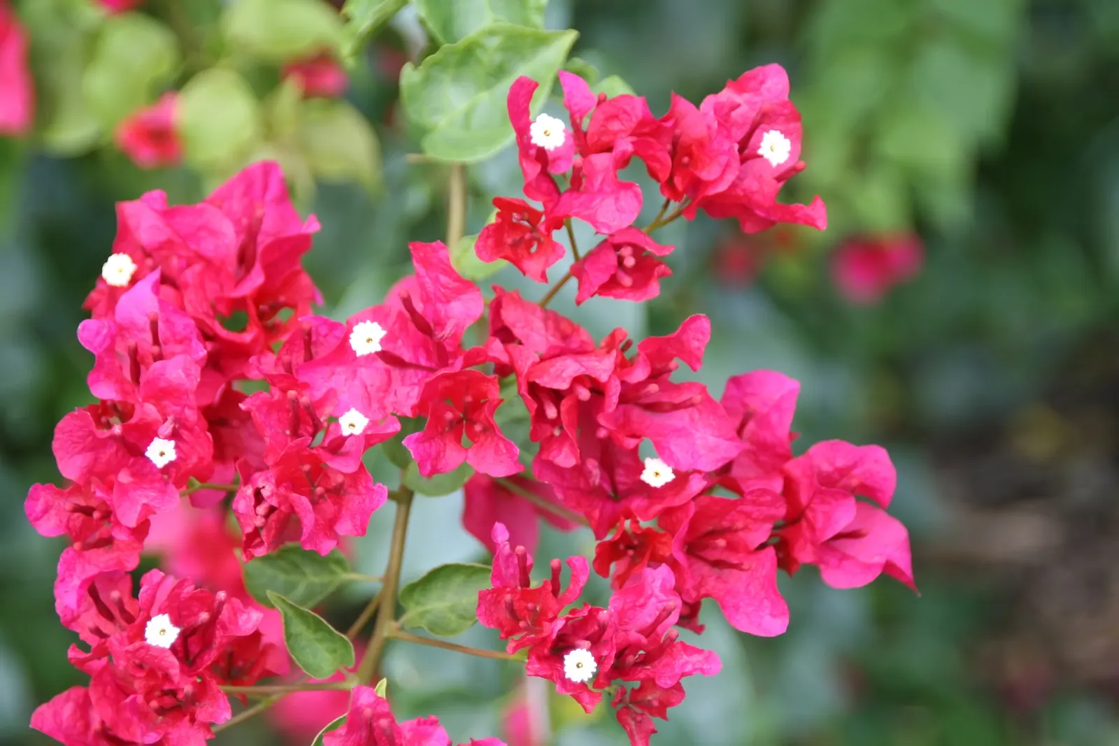 Bougainvillea, California Gold (Bougainvillea 'California Gold') — requiring minimal care once established