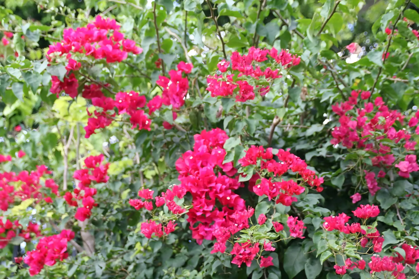 Bougainvillea, California Gold (Bougainvillea 'California Gold') — this hardy variety can reach up to 20 feet tall and 15 feet wide