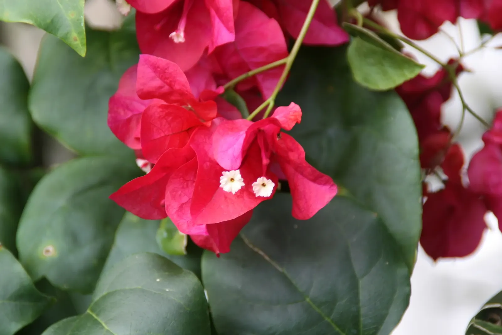 Bougainvillea, California Gold (Bougainvillea 'California Gold') — evergreen climber famed for its bright golden-yellow bracts surrounding tiny white flowers