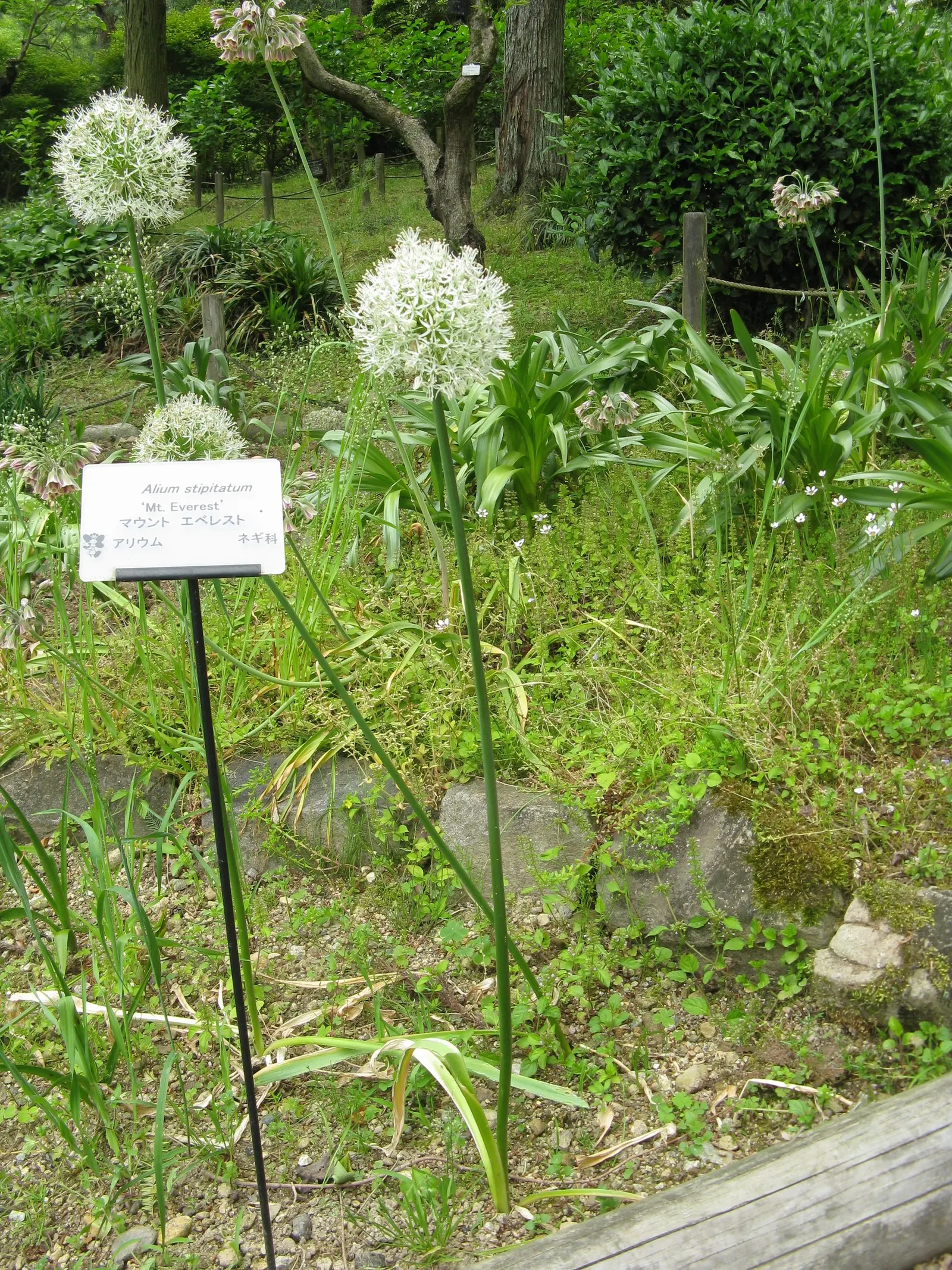 Mt. Everest Ornamental Onion (Allium Stipitatum 'Mt Everest') — These hardy perennials bloom in late spring to early summer, adding vertical interest and
