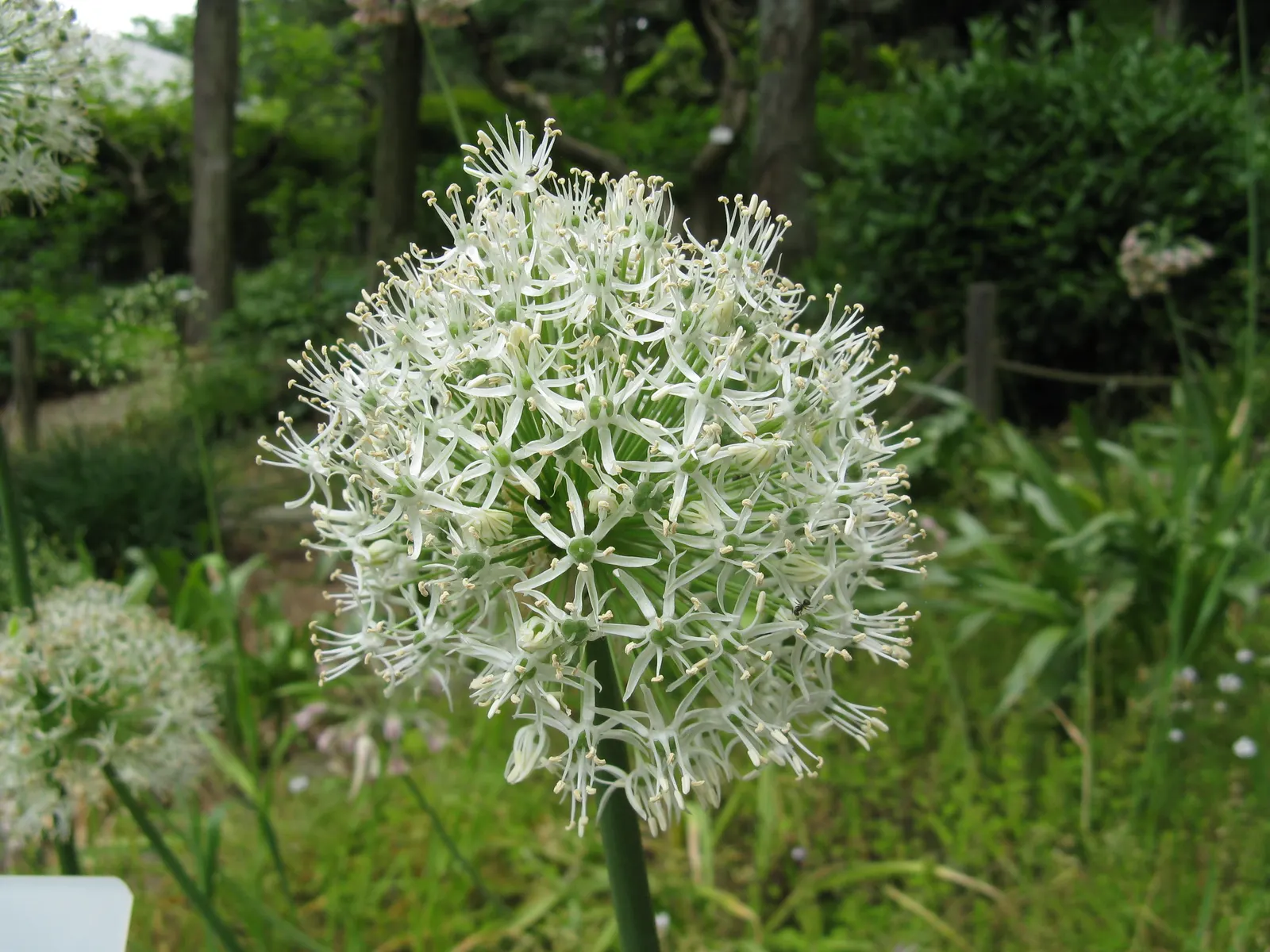 Mt. Everest Ornamental Onion (Allium Stipitatum 'Mt Everest') — The Allium stipitatum 'Mt