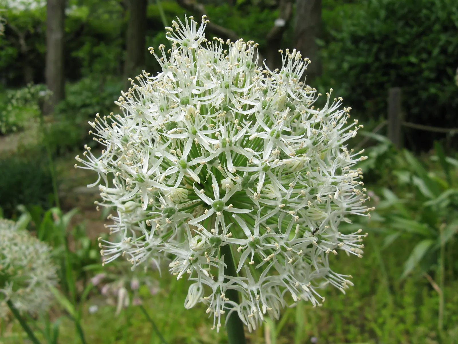 Mt. Everest Ornamental Onion (Allium Stipitatum 'Mt Everest') — They enjoy full sun and well-drained soil