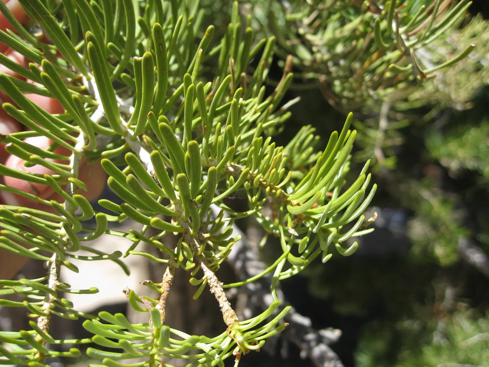 White Fir (Abies Concolor) — providing a full and lush appearance; well-drained soil with a slightly acidic to neutral pH