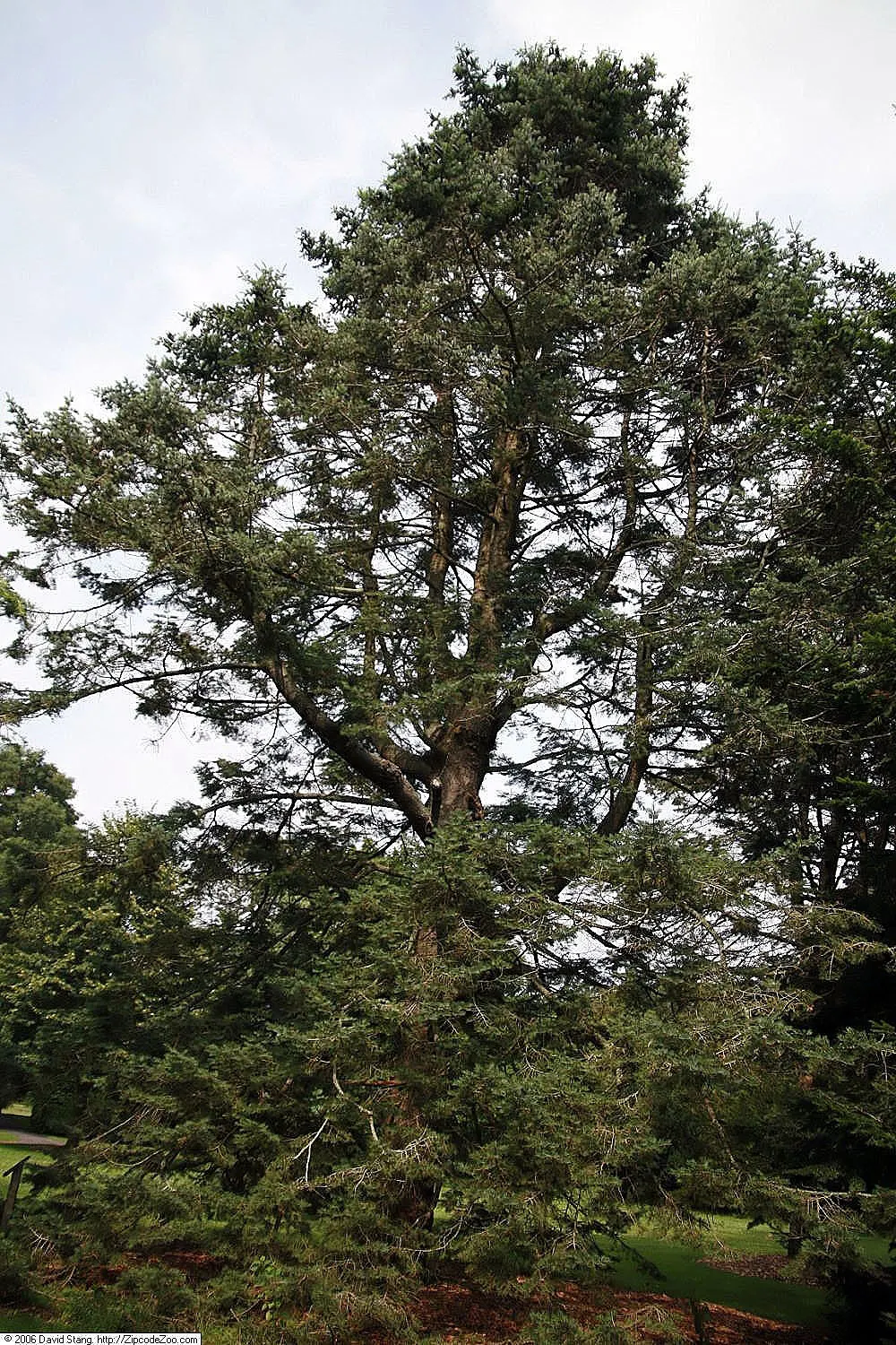 White Fir (Abies Concolor) — reaching a mature height of 40-70 feet and a spread of 20-30 feet; radiate around the branches, image 46