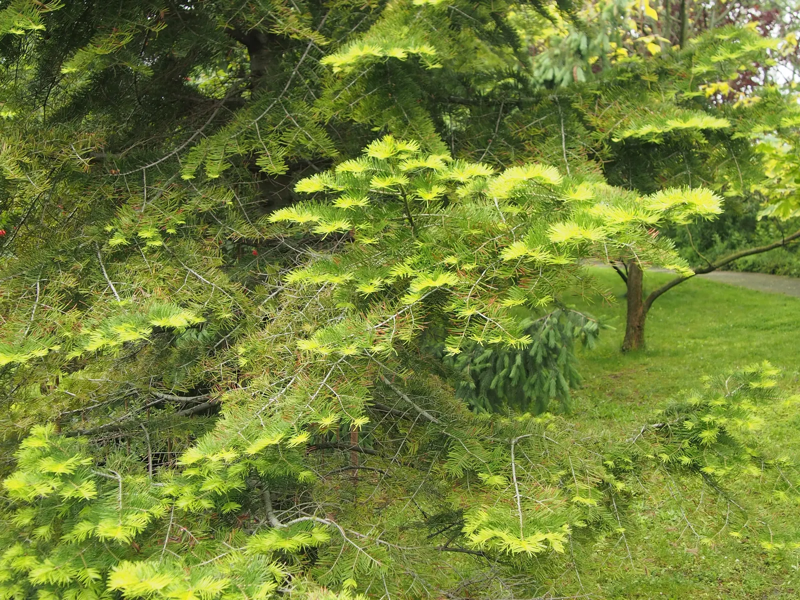 White Fir (Abies Concolor) — although young trees may benefit from occasional shaping to maintain a symmetrical form; it is also resistant to many pests and