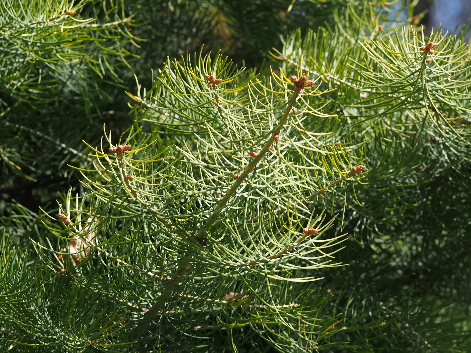 White Fir (Abies Concolor) — providing a full and lush appearance