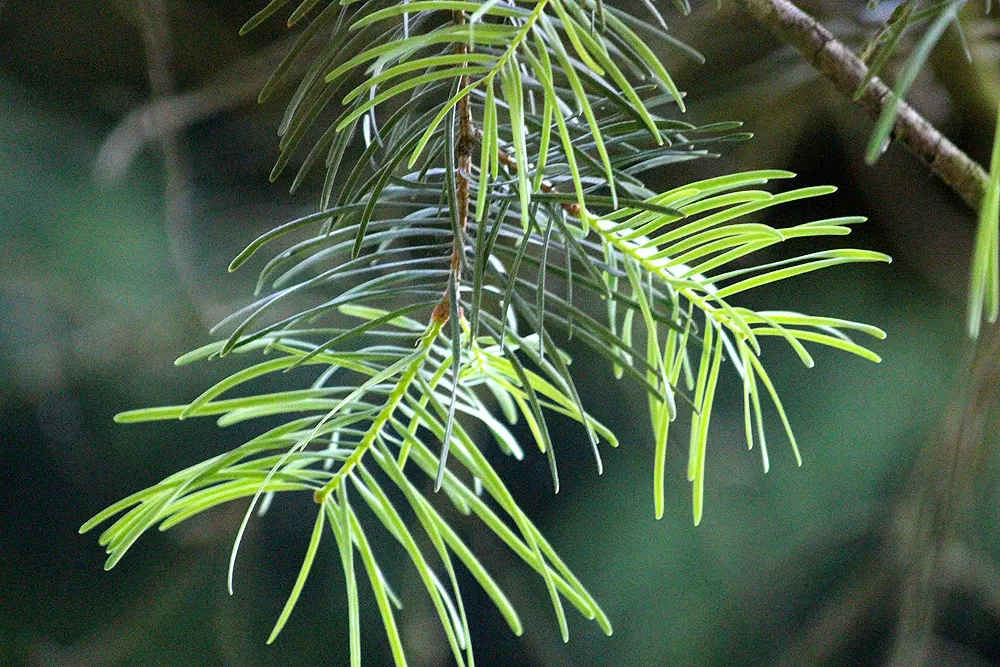White Fir (Abies Concolor) — Native to the mountains of western North America