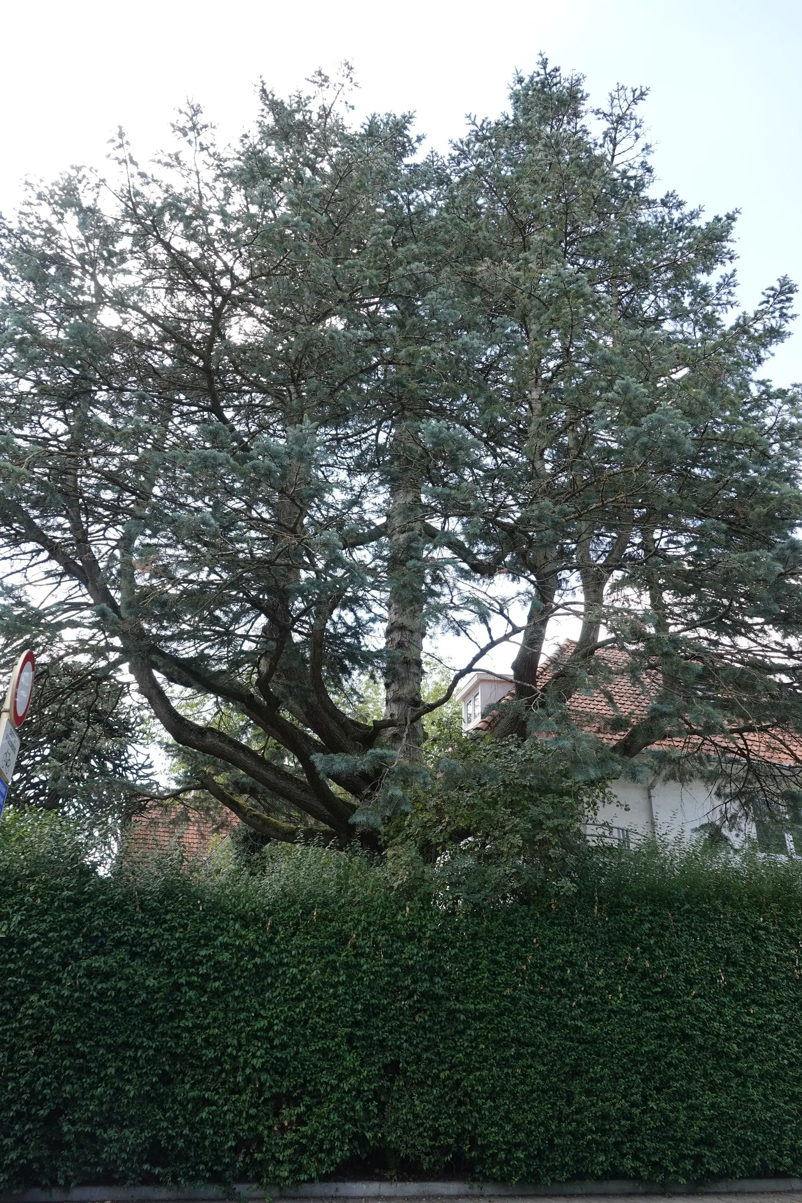 White Fir (Abies Concolor) — although young trees may benefit from occasional shaping to maintain a symmetrical form
