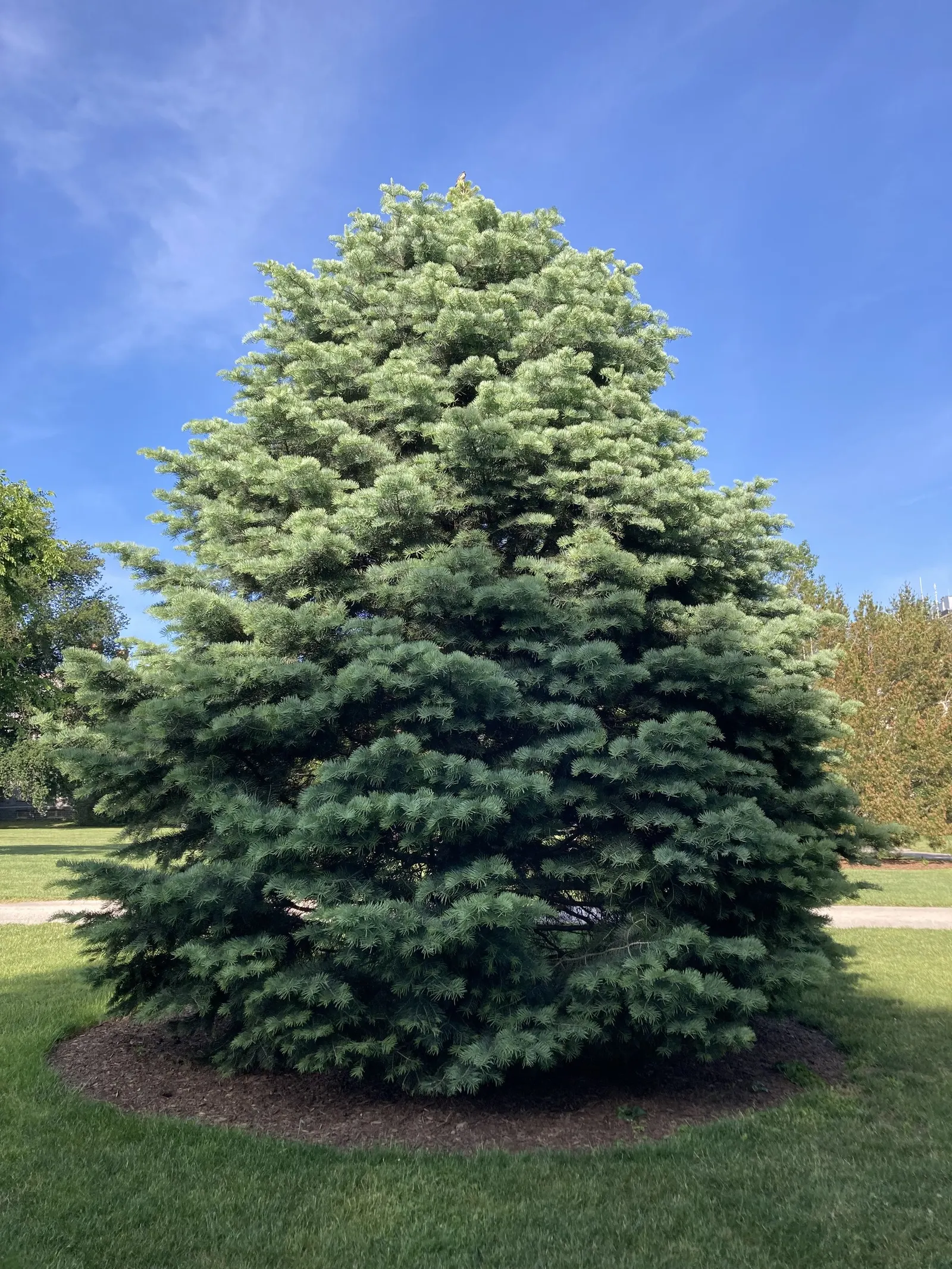 White Fir (Abies Concolor) — radiate around the branches