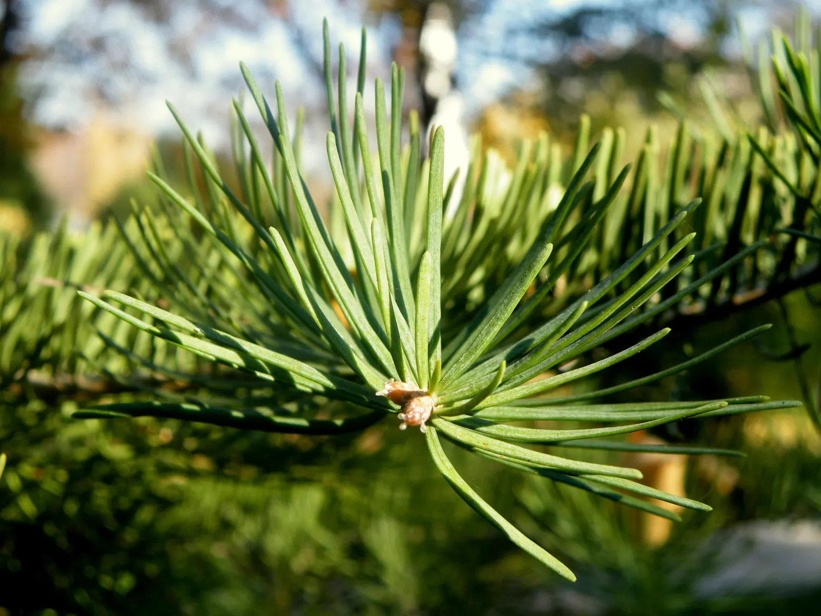 White Fir (Abies Concolor) — well-drained soil with a slightly acidic to neutral pH; though they thrive best in moist